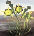 Very uncommon flowers from the collection of Martin Archer